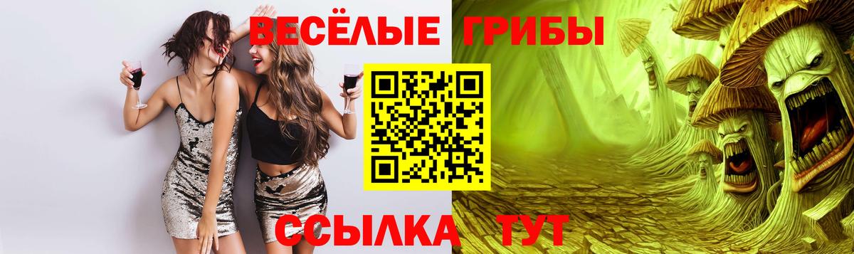 Галлюциногенные грибы Psilocybe Майкоп